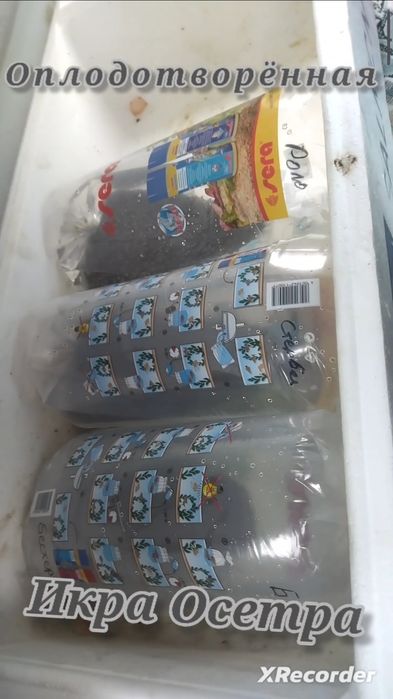 Оплодотворённая Икра Осетра.