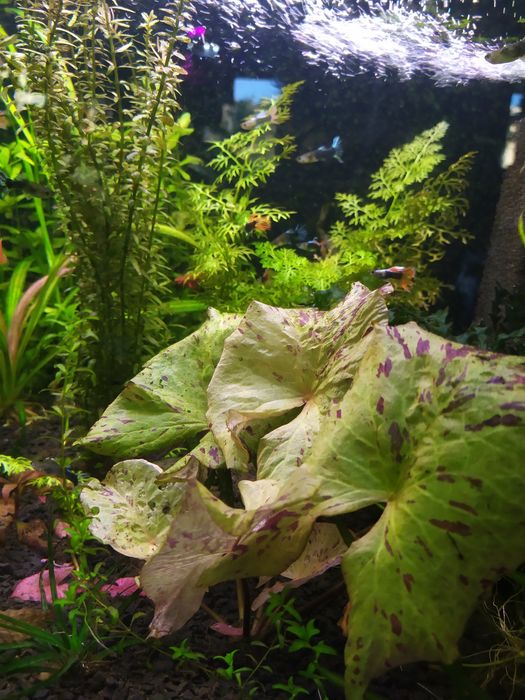 Рослини в акваріум