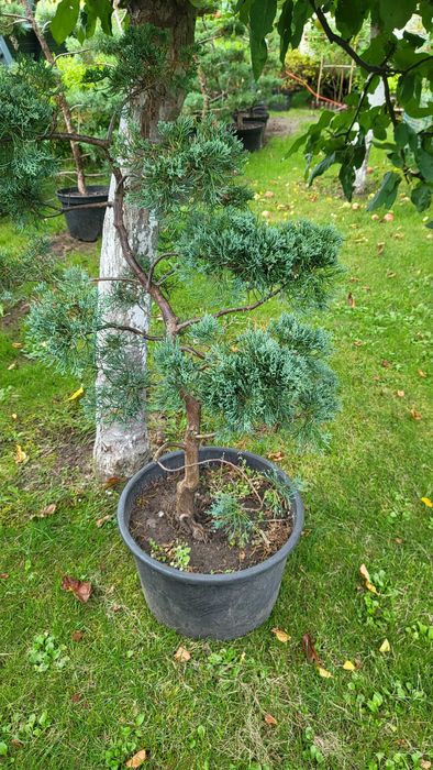 Bonsai ceny od 200zl. Tuja od 15zl krzewy ozdobne najtaniej w okolicy