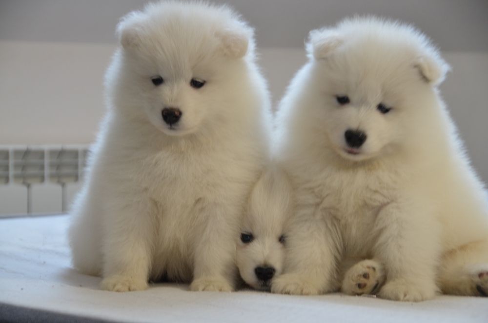 Samoyed ZKwP FCI suczka