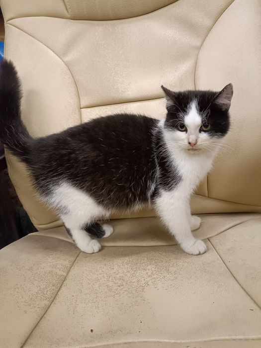 Oddam kotkę do dobrego domu