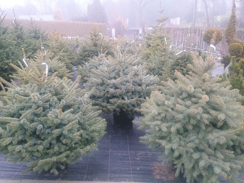 Świerk Srebrny Choinka w donicy