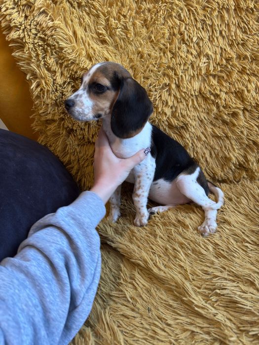 Suczka Beagle do odbioru