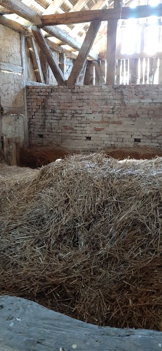 Słoma sucha luzem za darmo duża ilość od ręki