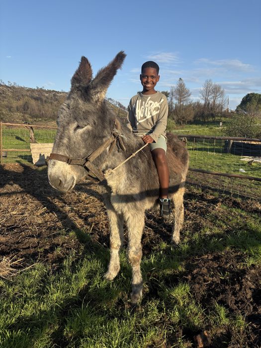 Burro com 5 anos montado e engatado