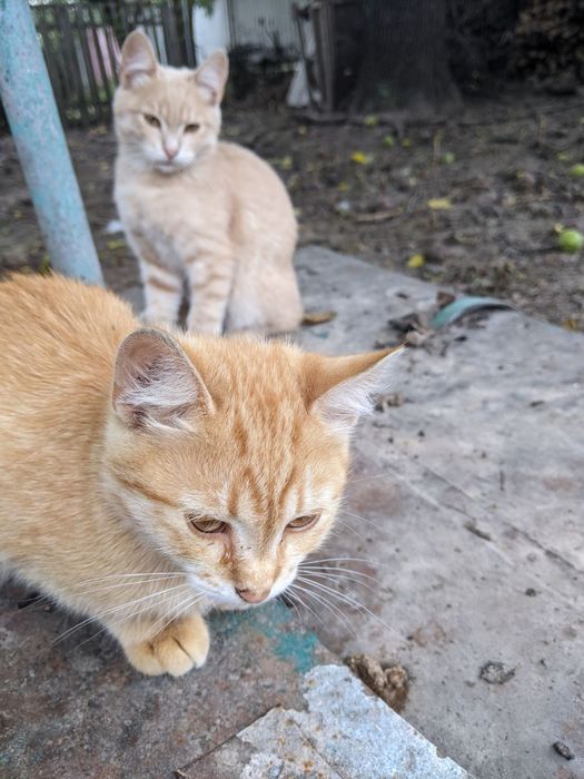 Отдам в добрые руки котят
