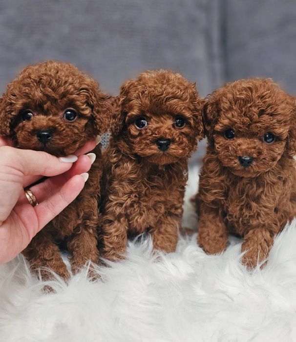 Той пудель цуценята‼️