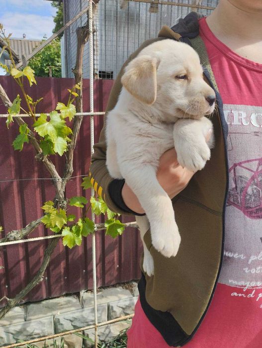 Лабрадор: щенята для любителів собак