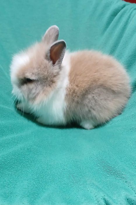 Карликовий декоративний кролик