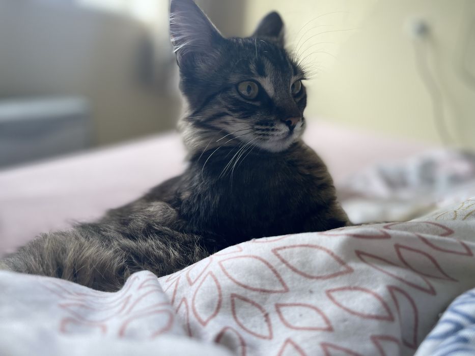 Мікро  мейн-куни :) - близнюки  зі сходу))