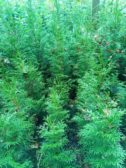 tuje szmaragd 40-50 cm