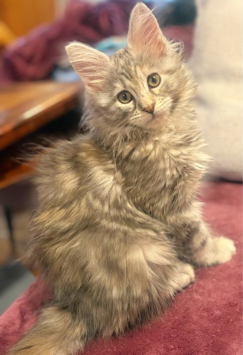 Królowa piękna koteczka maine coon SHK WCF