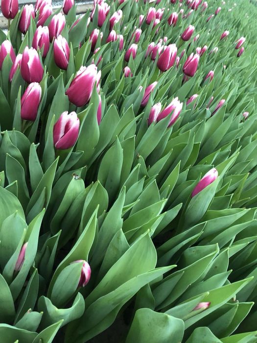 Тюльпан опт и розница к  14 февраля и 8 марта!