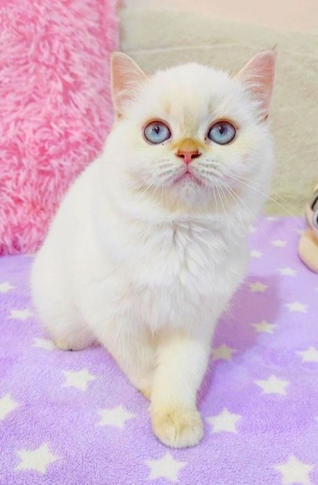 Надзвичайна красунечка, дівчинка як біленький ведмедик