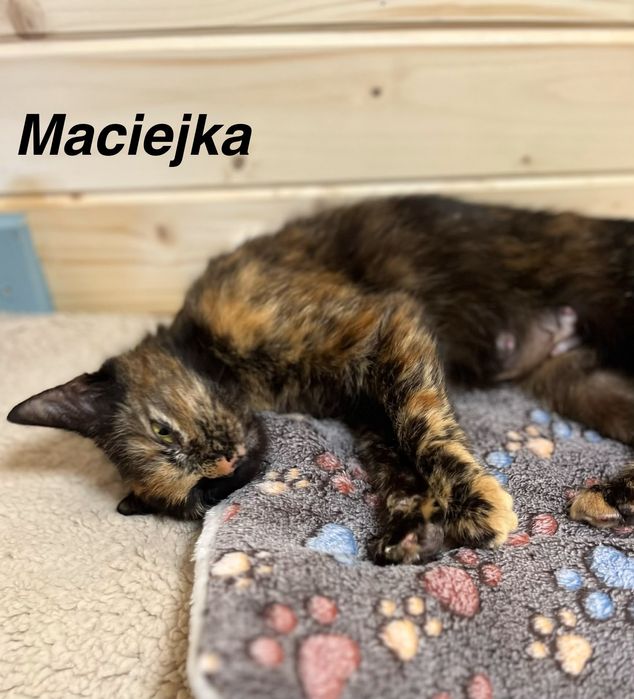 Przekochana Maciejka gorąco poleca się do adopcji:)