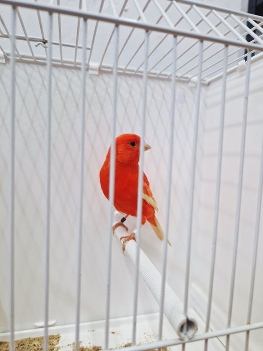 Kanarek Kanarki Samice czerwony 2025r