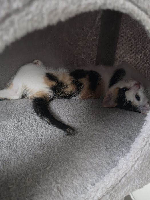 Gata com 3 meses para adoção na zona de Leiria