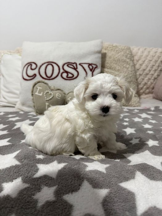 Maltańczyk Piesek Dior/ 1maj