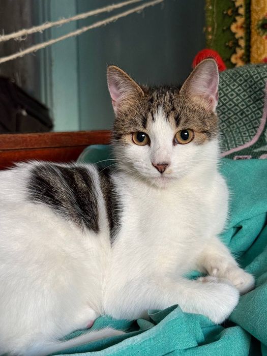 Котята ищут любящую семью