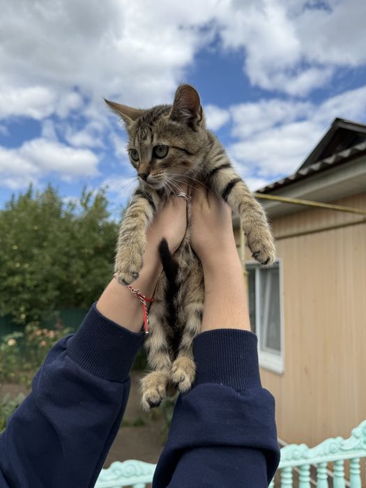 Кошенята в дбайливі руки