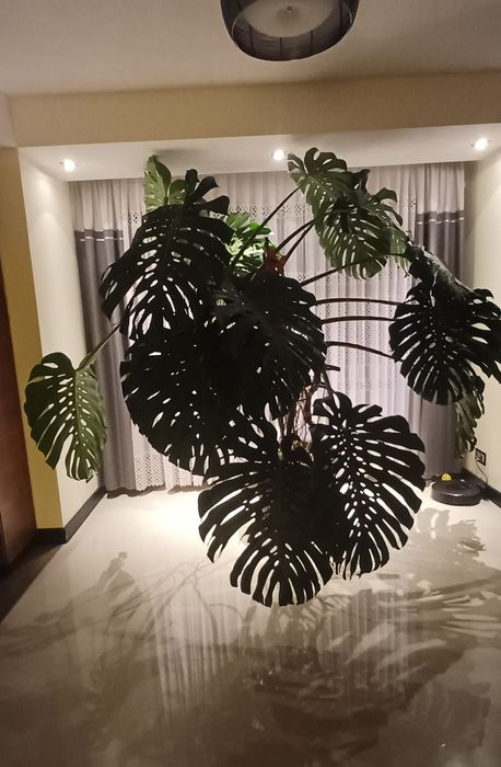 Monstera dua mega Przyogi  OLX.pl