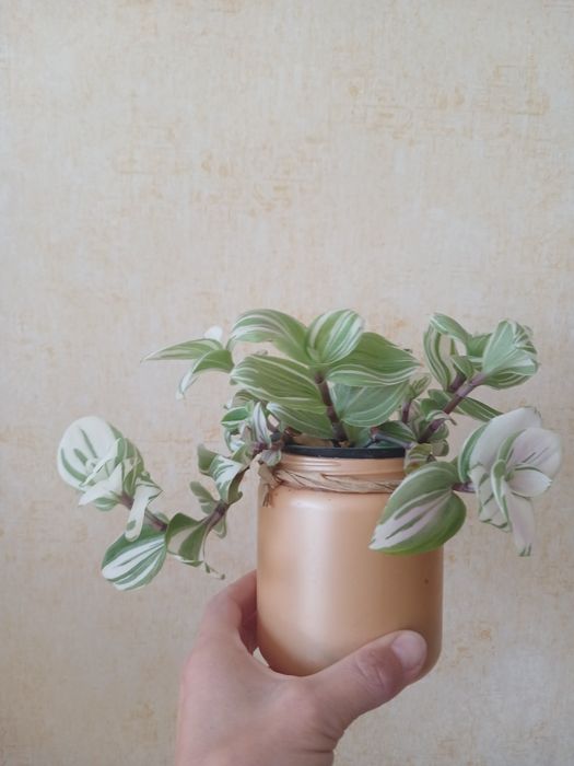 Традесканція варієгатна