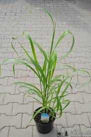 Miskant Chiński Memory Cena 30 zł