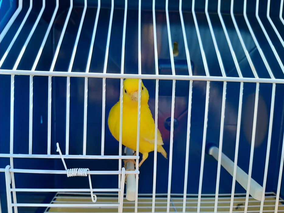 Canários brancos recessivo amarelos intensivos nevados mosaico gloster