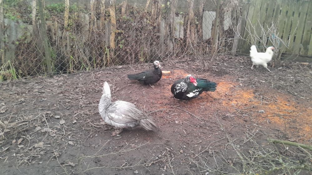 Індокачки. Мускусні качки.