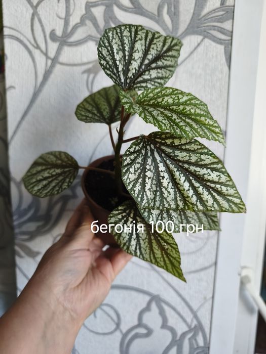 Комнатные  цветы