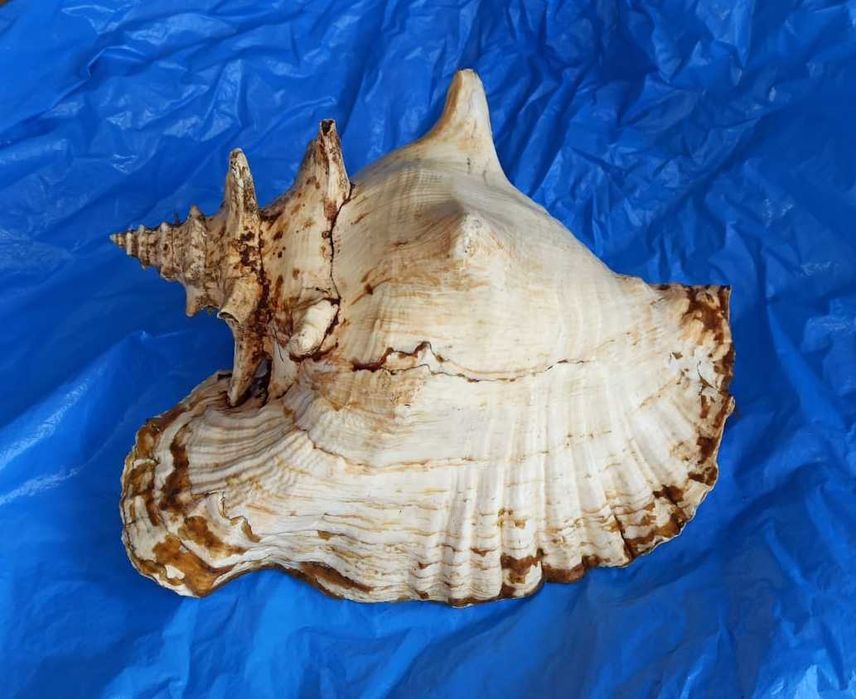 Ракушка Strombus gigas большая. Куба.