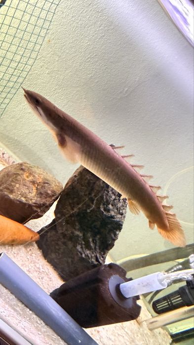 Polypterus senegal