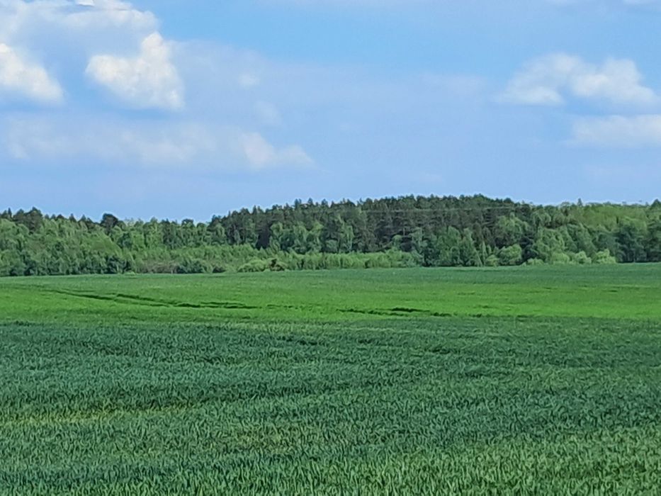 Sprzedam działkę rolną z warunkami zabudowy - 30ar