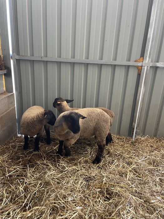 Suffolk puros
