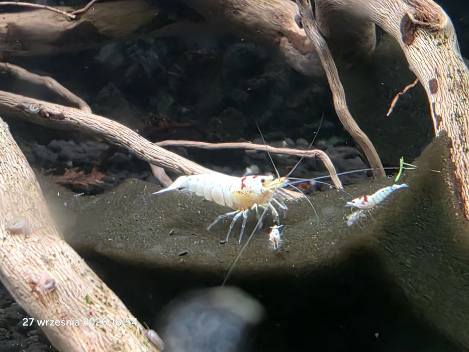PRL K14 krewetki jakosc MEDIUM caridina