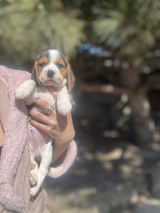 Бігль дівчинка та  хлопчики