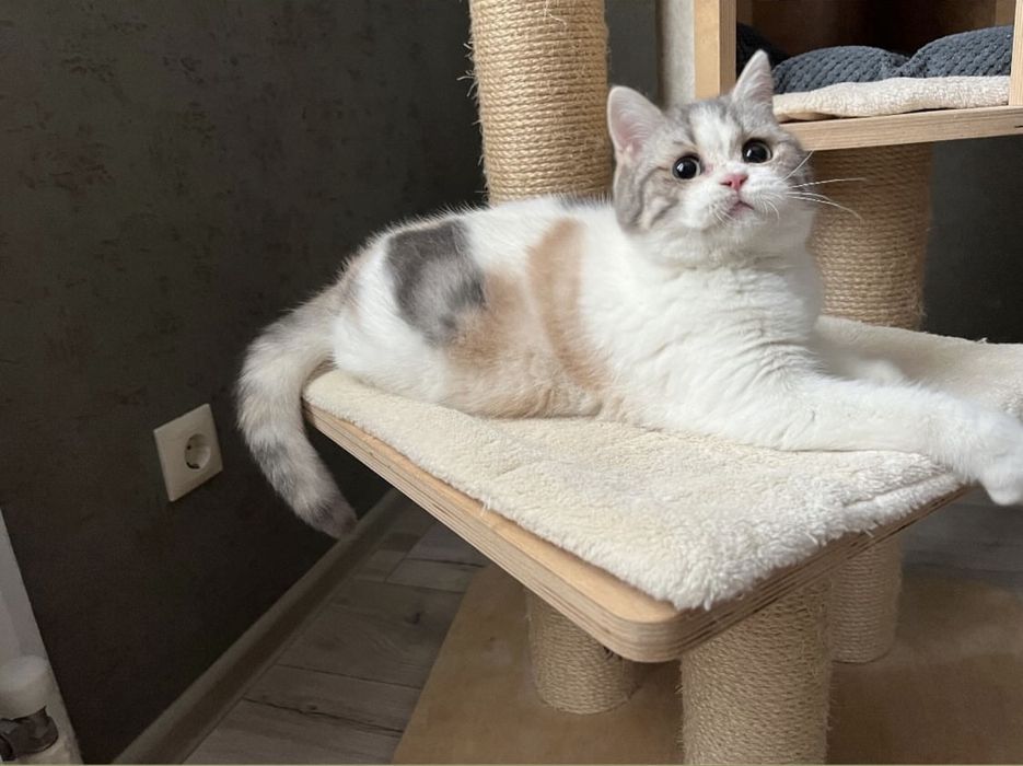 Шотландські котики з документами