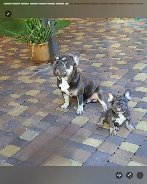 Mini Blue Eyes Lilac Frenchie