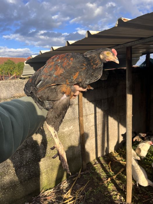 Filhos Indio Gigante com botadeira