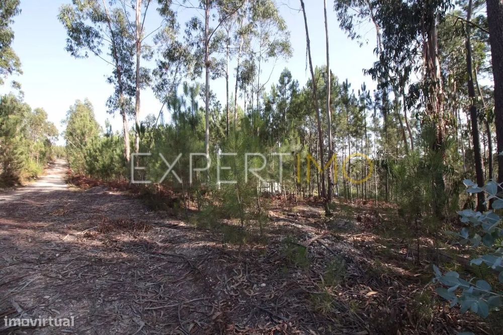 Terreno Com plantação de eucaliptos e pinheiros - Ourém