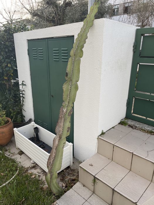 Euphorbia Ingens com cerca de 1.90m cacto