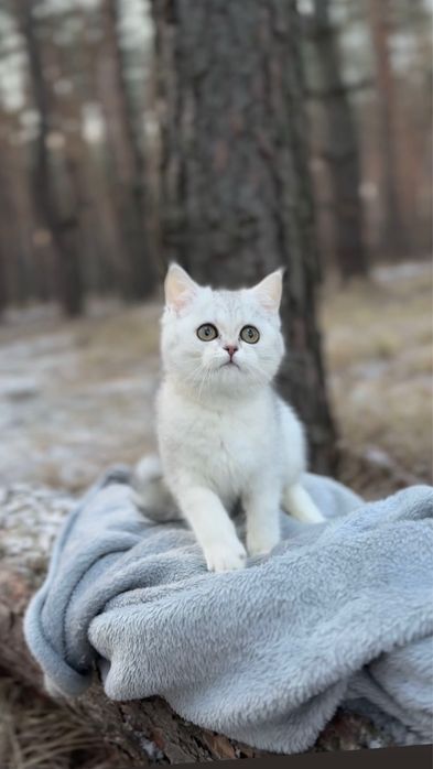 Дівчинка прямовуха шотландка срібна шиншила соібляста