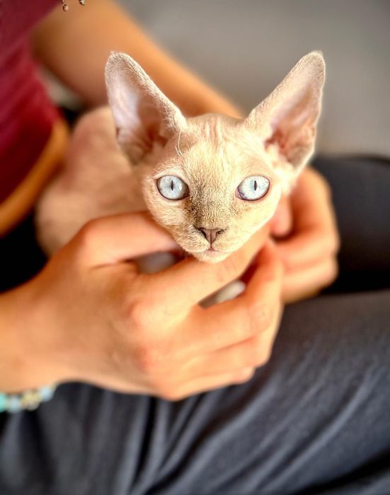 Kotka Devon Rex FIFe