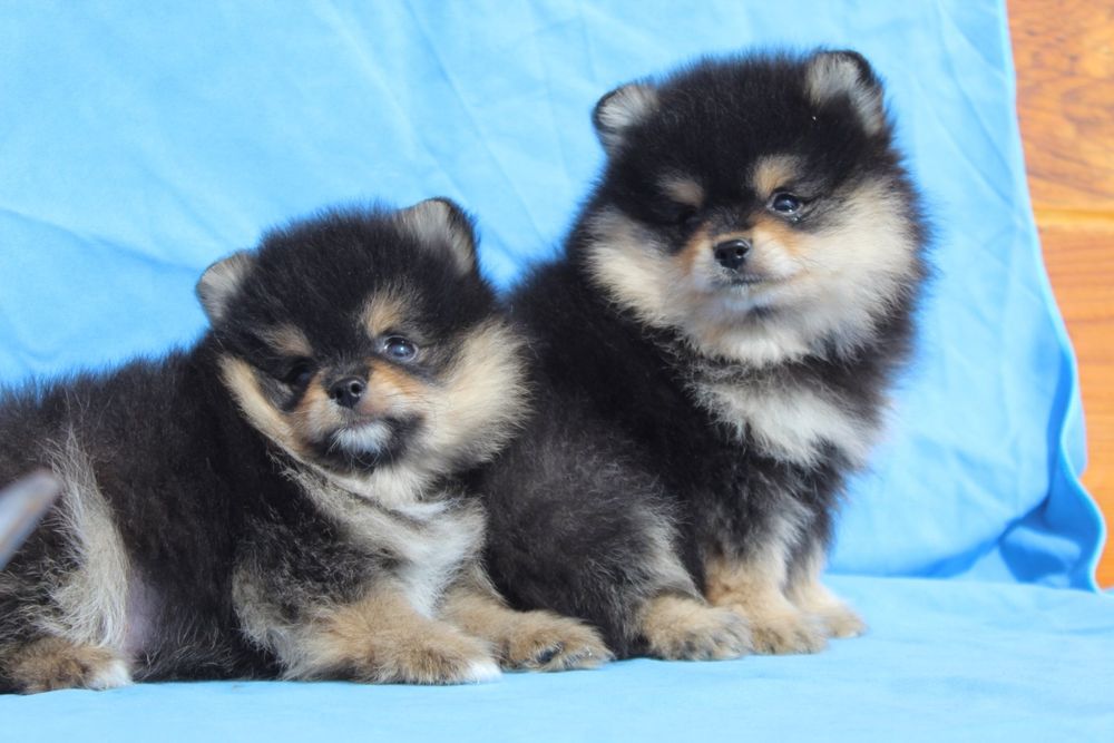 Померанський шпіц хлопчики