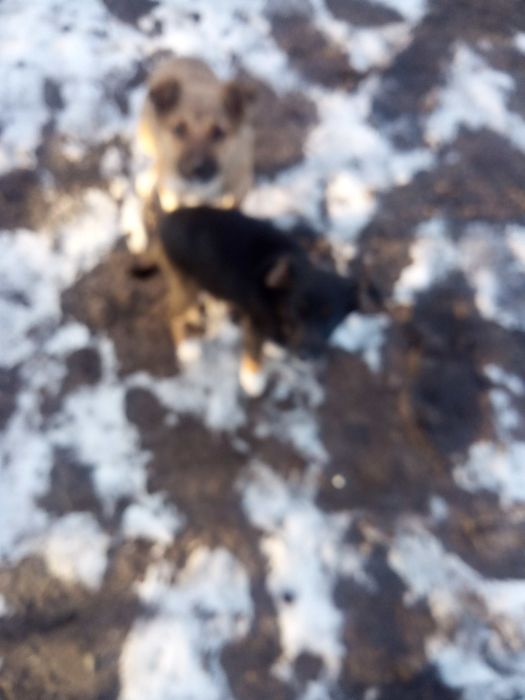 Відам цуценят в добрі руки