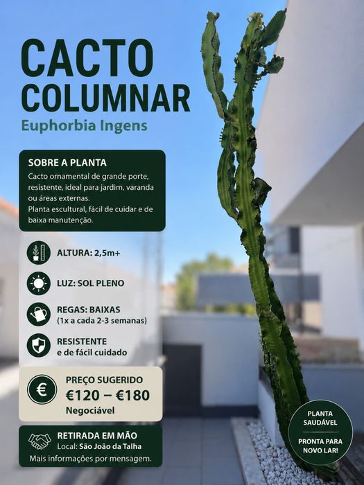Cato Gigante 2,5 m (Euphorbia ingens) – Pode ser retirado com raiz