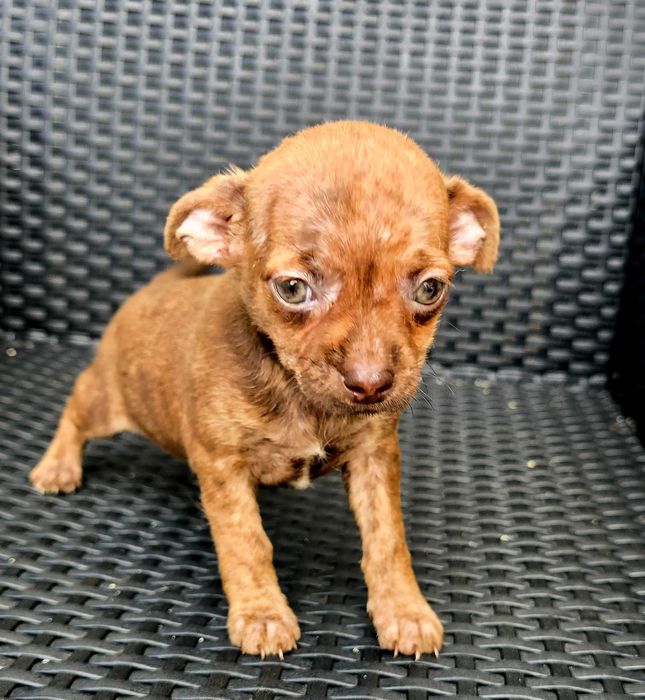 Pinscher Miniatura macho olhos Verdes
