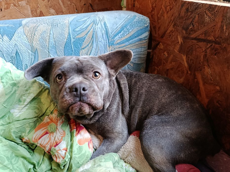 Французький бульдог