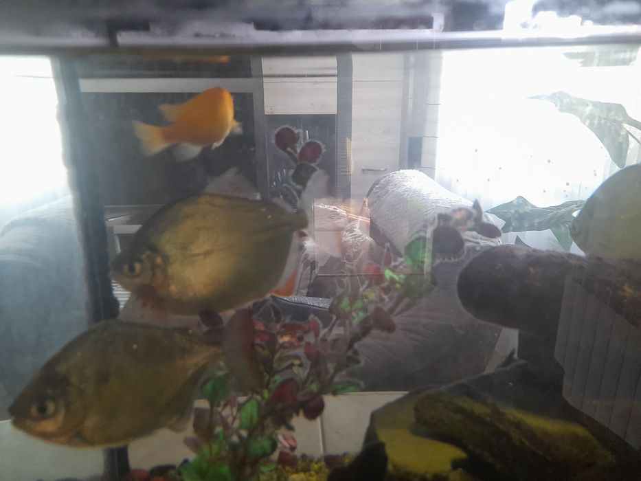 Akwarium 112L zestaw