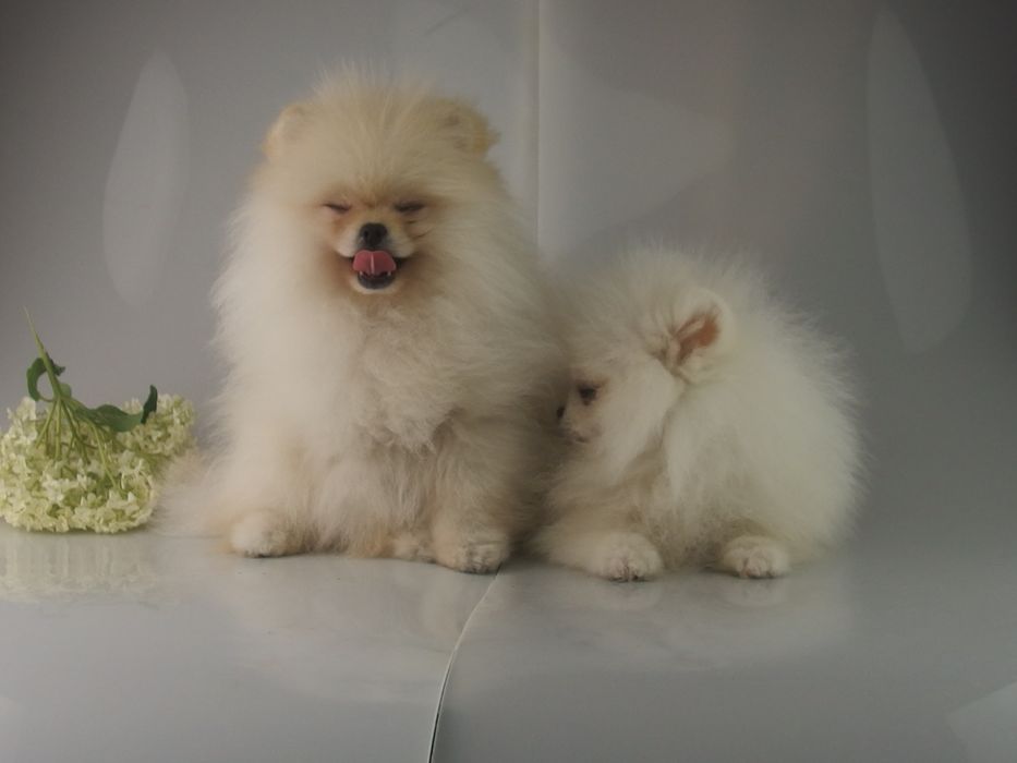 FCI# Pomeranian Szpic miniaturowy BIAŁY PIESEK